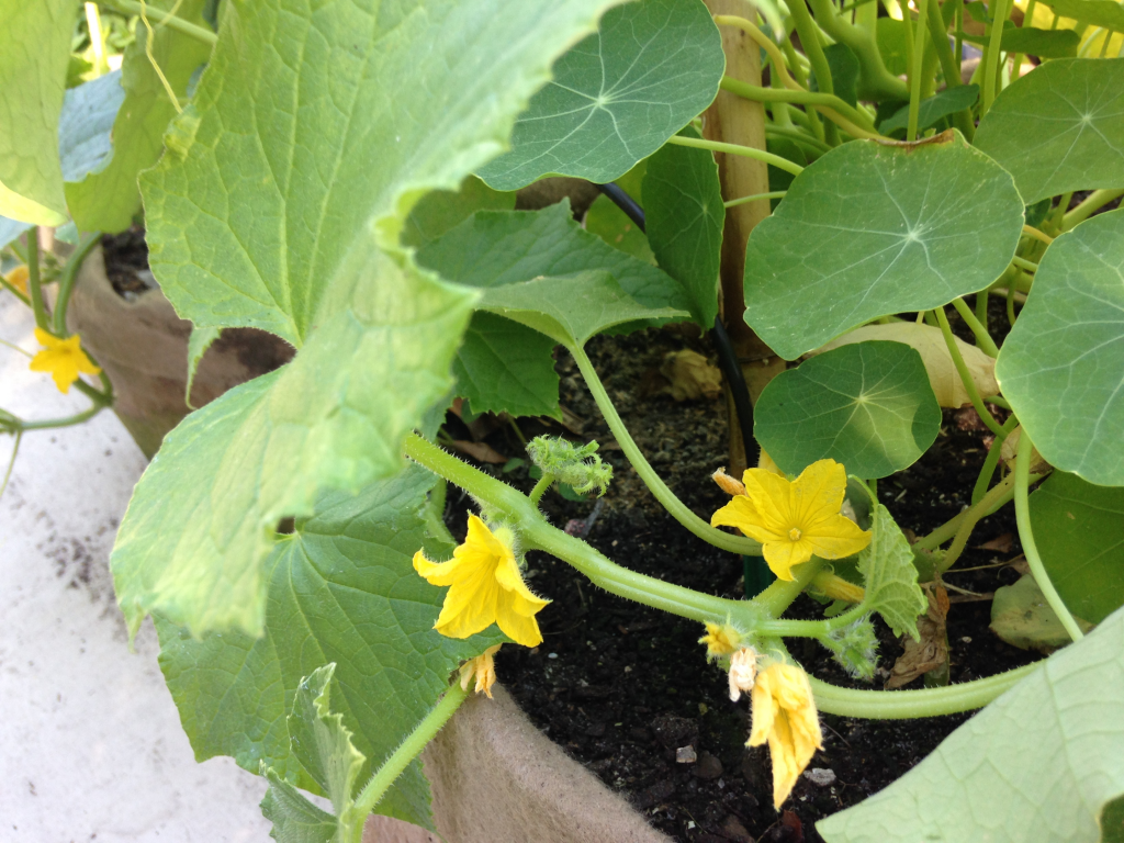 Everyone of these beautiful yellow flowers will turn into an eggplant! Oh joy! 