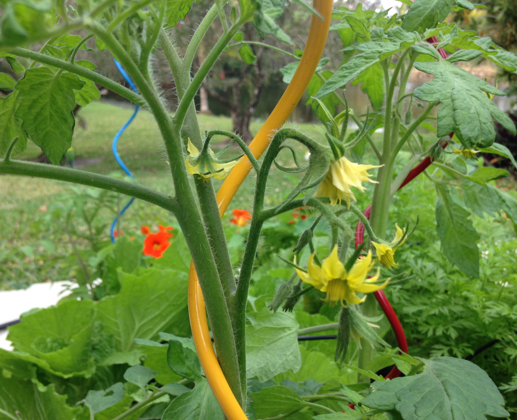 Columbine-like tomato blossoms bring more color and anticipation! Also, according to Michael Madfis, tomato plants deter aphids.